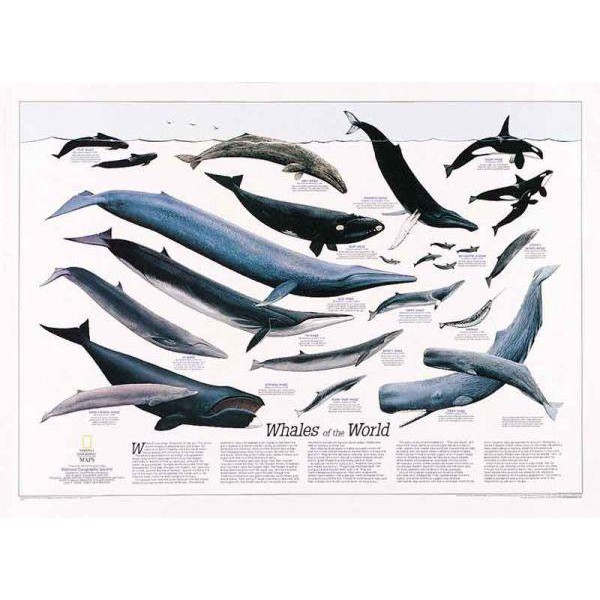 National Geographic Landkarte Wale der Welt