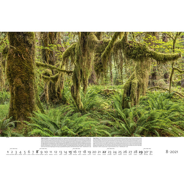 Palazzi Verlag Kalender Wälder der Erde 2021