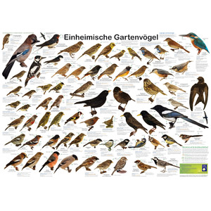 Planet Poster Editions Poster Einheimische Gartenvögel