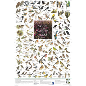 Planet Poster Editions Poster Vögel in den Gärten und Parks Europas