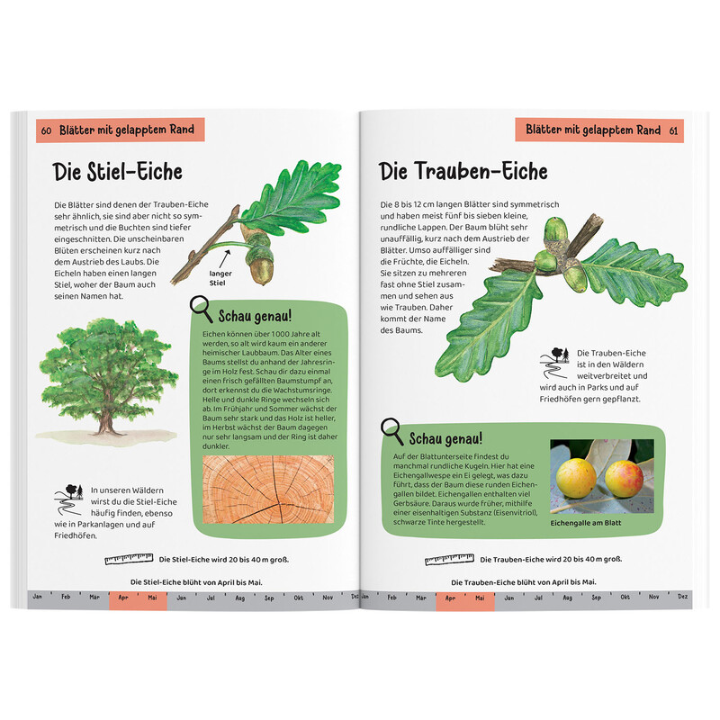 Kosmos Verlag Welcher Baum ist das?
